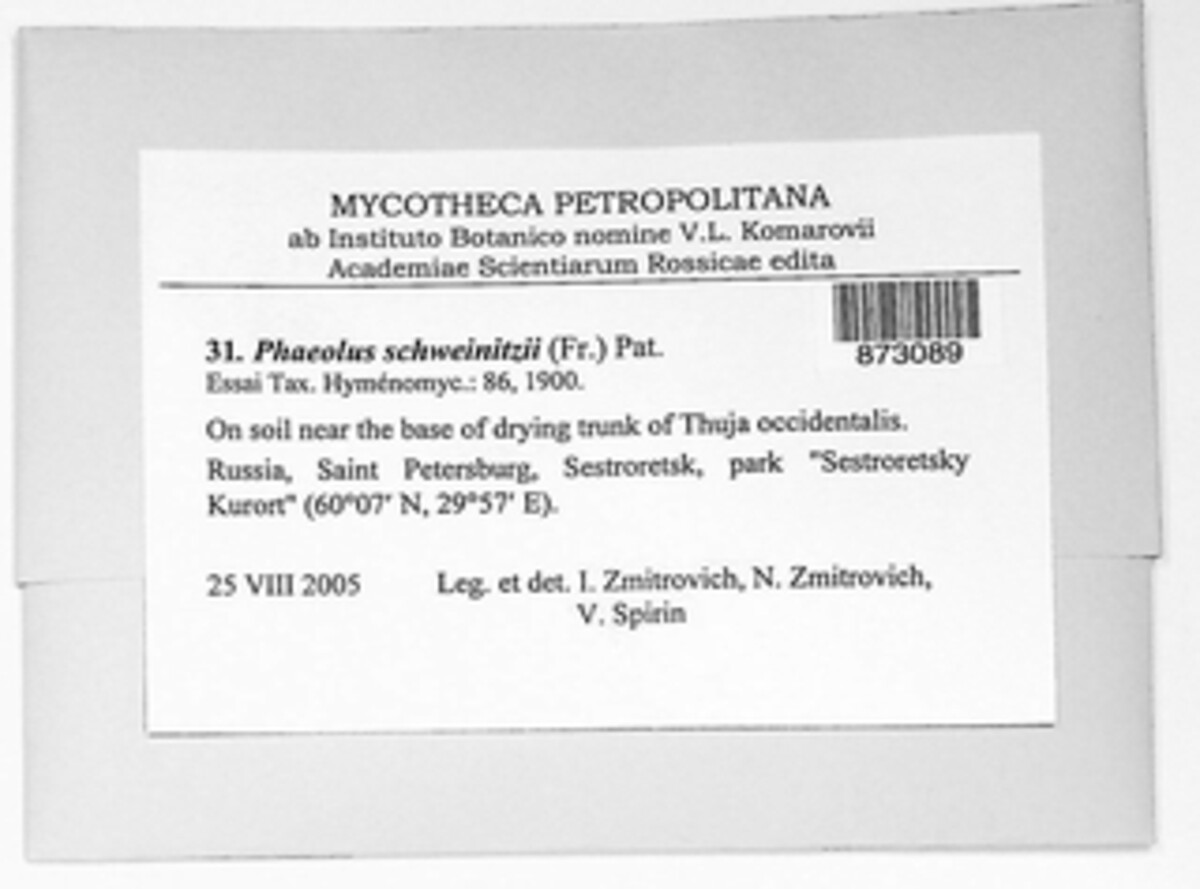 Phaeolus schweinitzii image